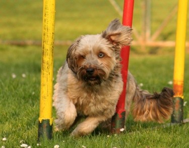 Floyd (Siberian Husky, Yorkshire Terrier) Siberian Husky Yorkshire Terrier Mischling Floyd (Siberian Husky, Yorkshire Terrier) Siberian Husky Yorkshire Terrier